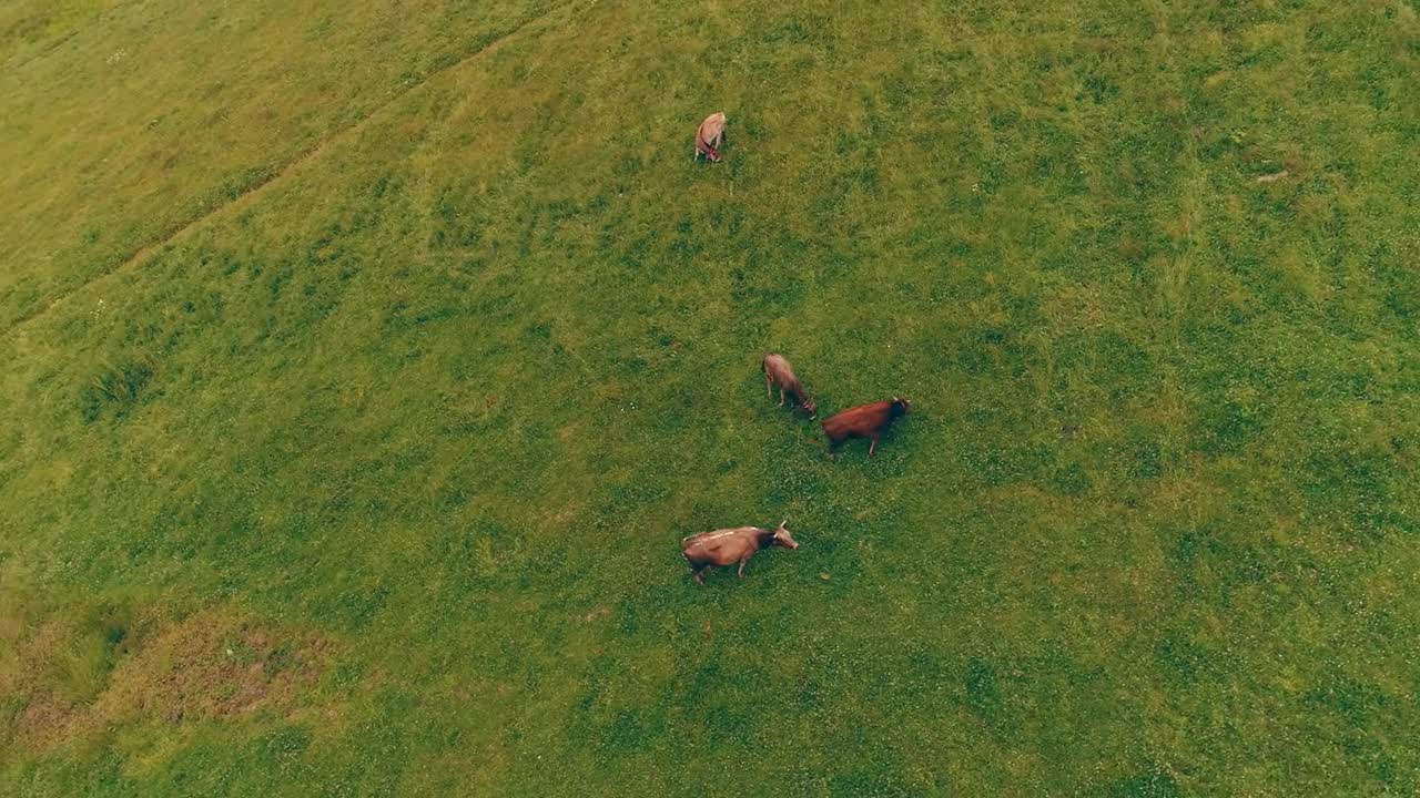 Cows pasturing on a big green grass field