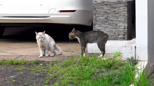 Two Angry Cats Fighting Unique Style | Crazy Cats Fight