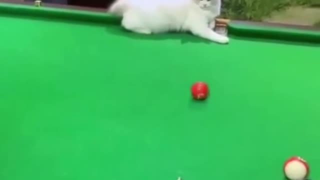 See this cat playing pool