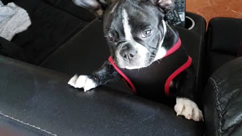 First Day With Oreo Our Frenchie