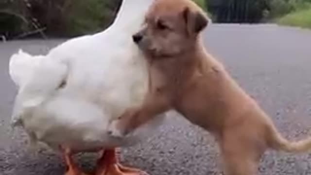 Cute Baby Dog trading video