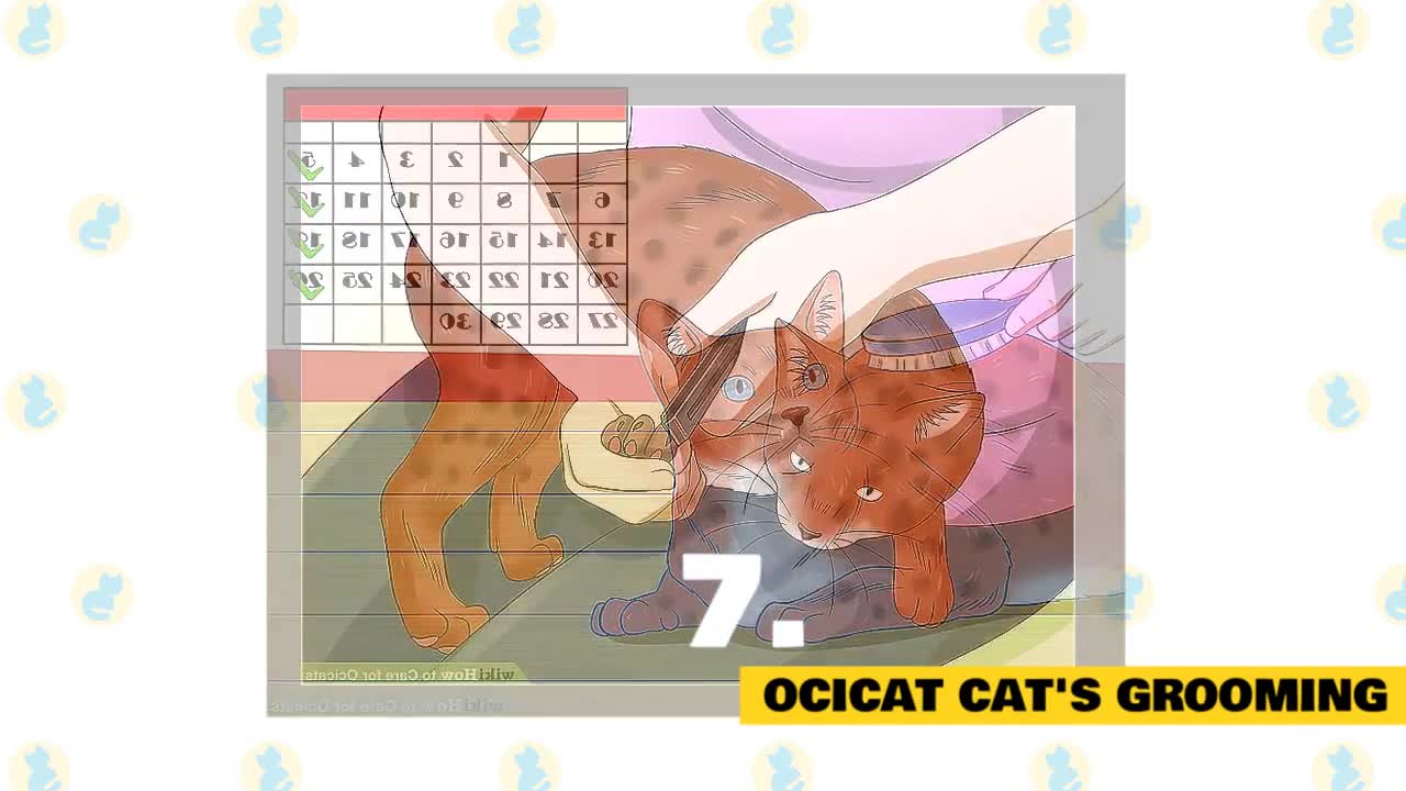 Ocicats: Fun Facts & Myths about cats