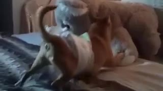 Jack-Chi Gets Caught Wrestling Stuffed Animal