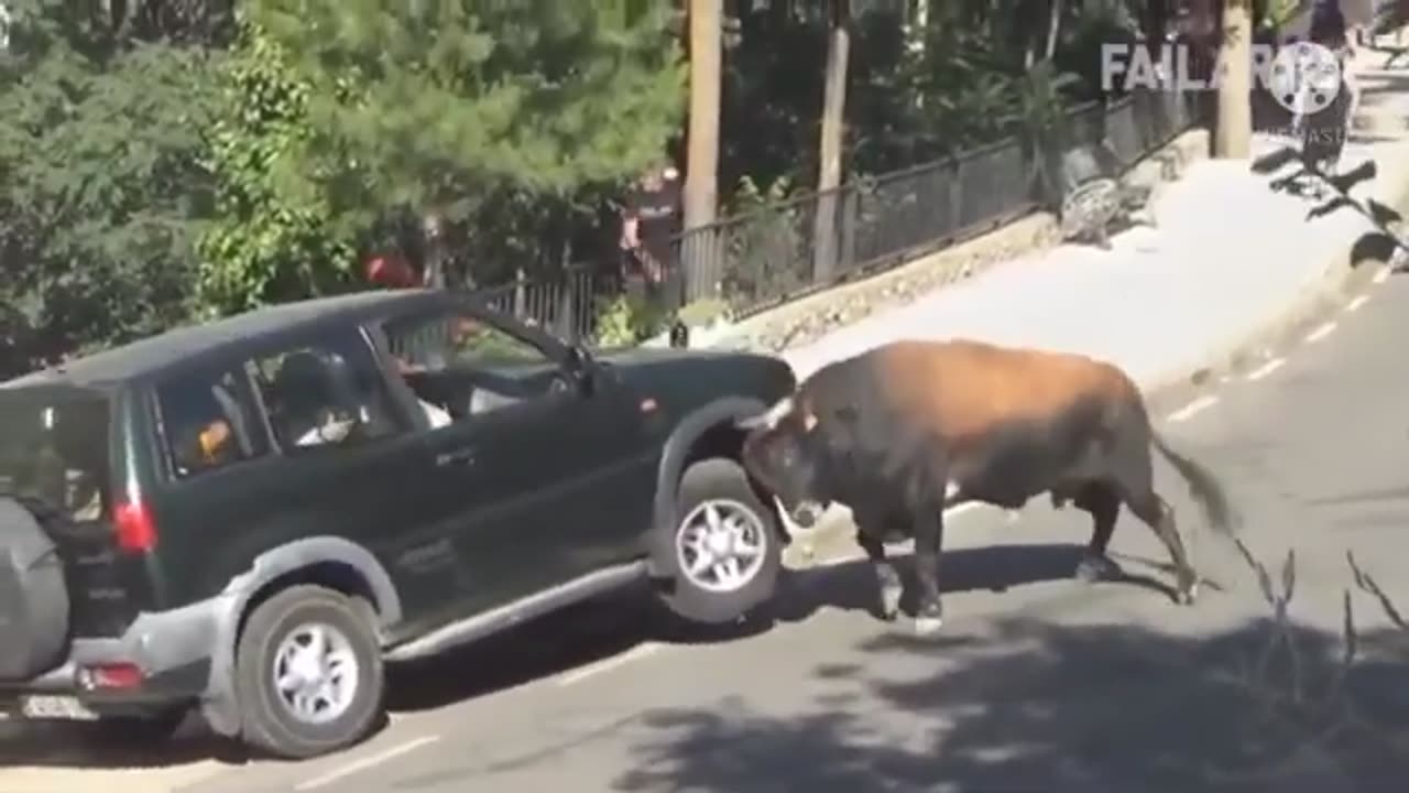 Car caught by Bull OMG