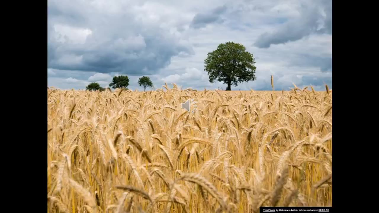 Prof 17 Ali Navabi on Spring Wheat Breeding