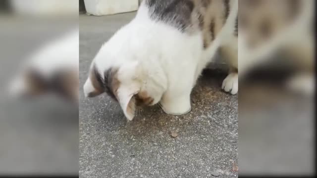Cat Video Compilation 2