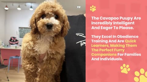 Cavapoo Puppy