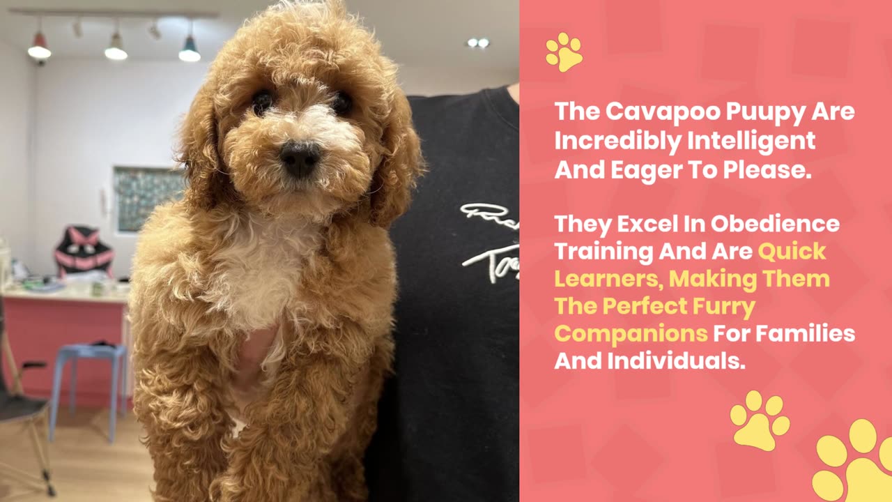 Cavapoo Puppy