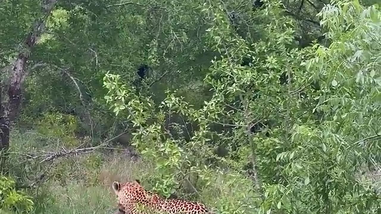 Leopard attack