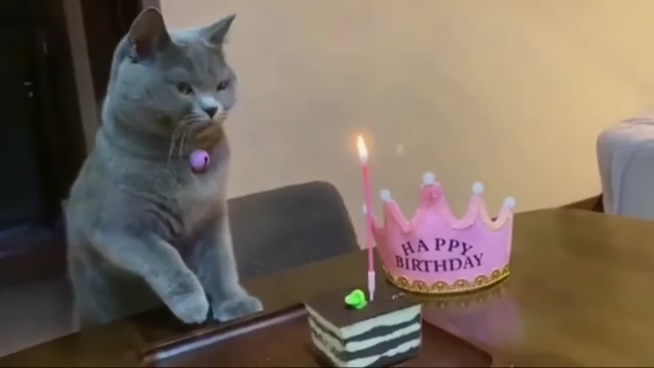Funny animal 😂😂