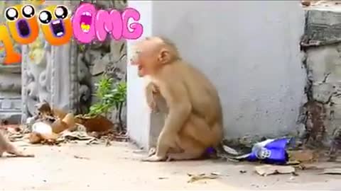 Monkey Funny Business