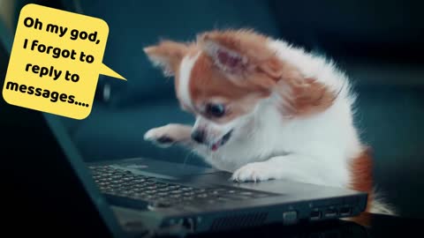 Puppy typing. Very funny