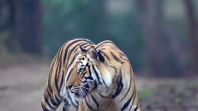 Captured tiger 🐯 slow walking -wildlife