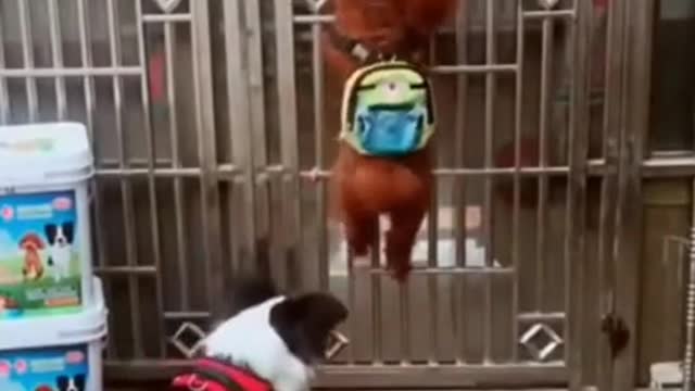 funny dog video