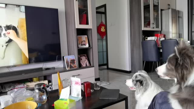 Show the dog what he used to be (2), please ignore the noise