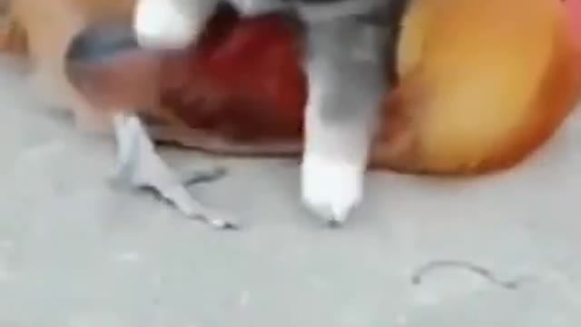 Chicken Vs Dog Funny Fight