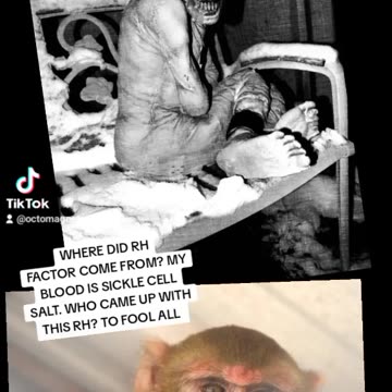 YOUR RHEESE MONKEY FACTOR.