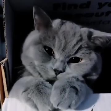 as_shy_as_this_cutie