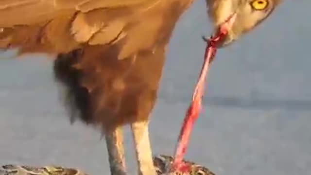 An eagle catch a snake on the road!