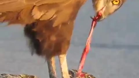 An eagle catch a snake on the road!