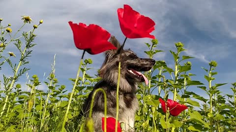 Dog in flowers