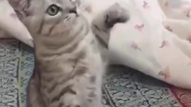 Cat Dance... - UrPetsHouse