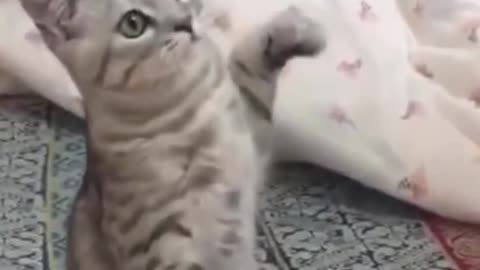 Cat Dance... - UrPetsHouse