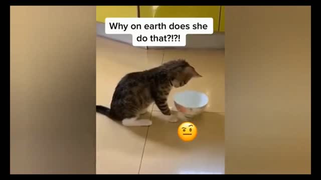 🤣🤣🤣 Here playing quietly with my food bowl 🤣🤣🤣