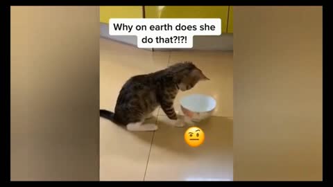 🤣🤣🤣 Here playing quietly with my food bowl 🤣🤣🤣