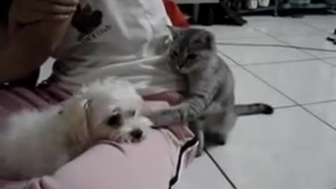 Lindo cachorro y gato