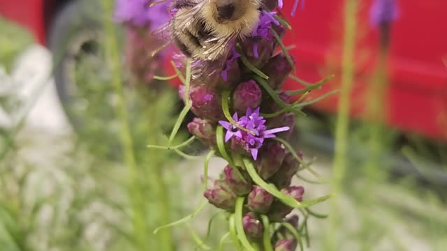 Little Fluffy Bumble Bee 🐝💐