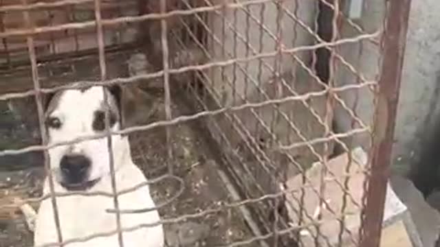 dog in cage