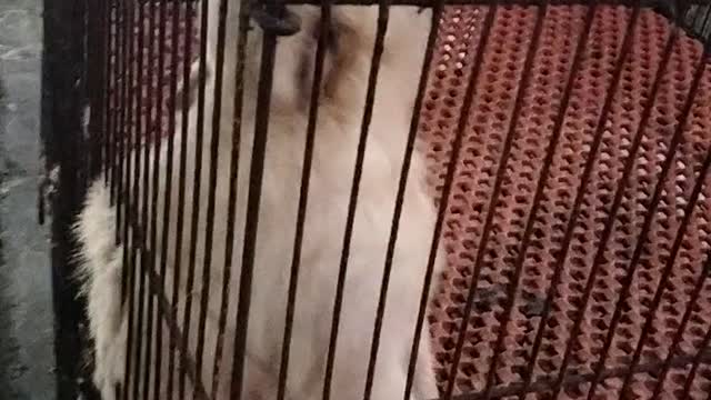 Cute Dog Puppy Sounds | Puppy videos | Kingdom Of Awais