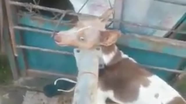 melhor video que ja vi