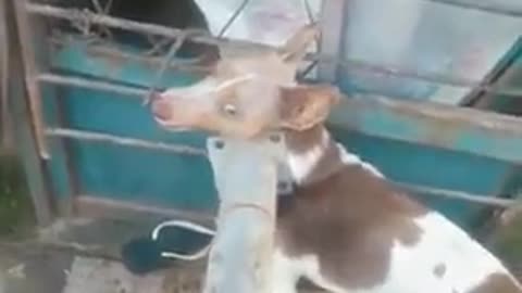 melhor video que ja vi