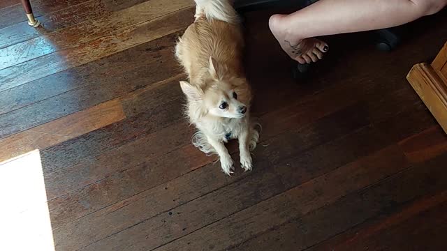 chewey and bee the dogs
