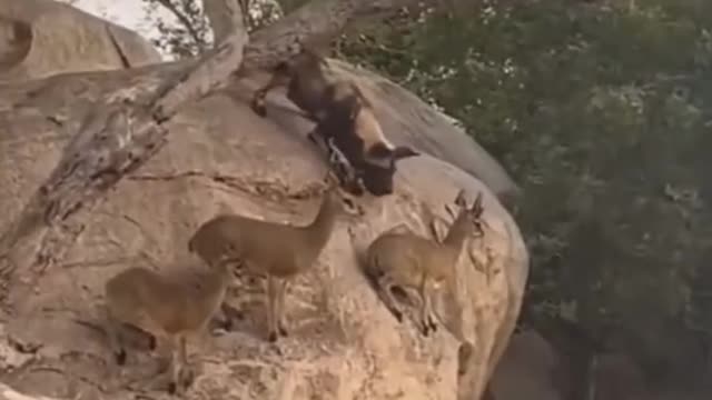 Smart Deer🦌😲