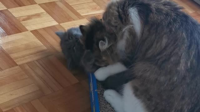 Baby cat and his mother play!!! So cute ! Bébé chat et sa mère jouent !!!