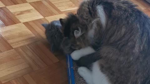 Baby cat and his mother play!!! So cute ! Bébé chat et sa mère jouent !!!