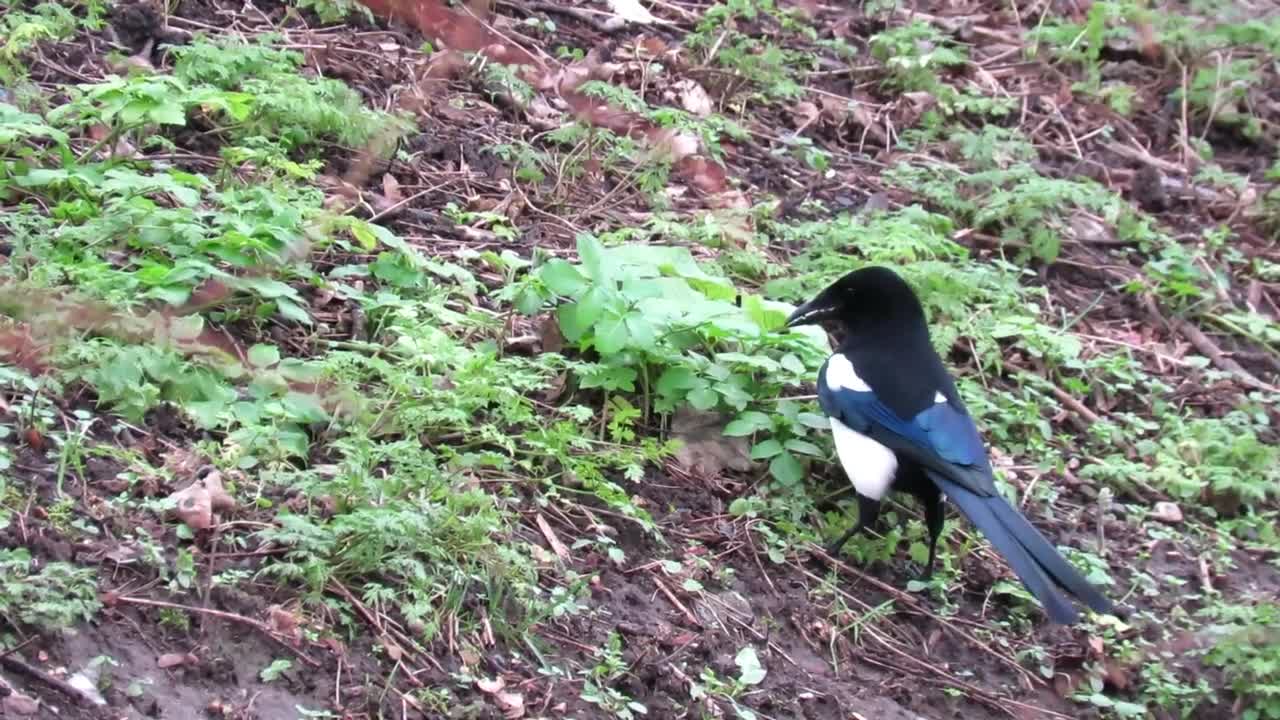 Magpie bird