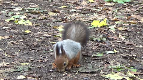 Cute Squirrel enjoying eating some nuts