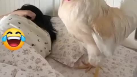 Rooster wakeup fun