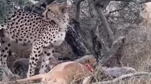 Cheetahs Defend Cubs Fighting Hyenas