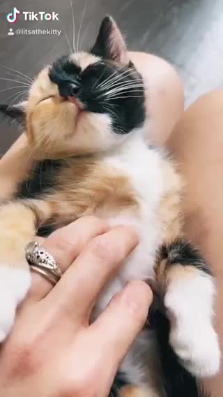 Kitten has the loudest purr