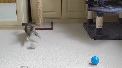 Tiny Kitten Adorably Plays With Toys