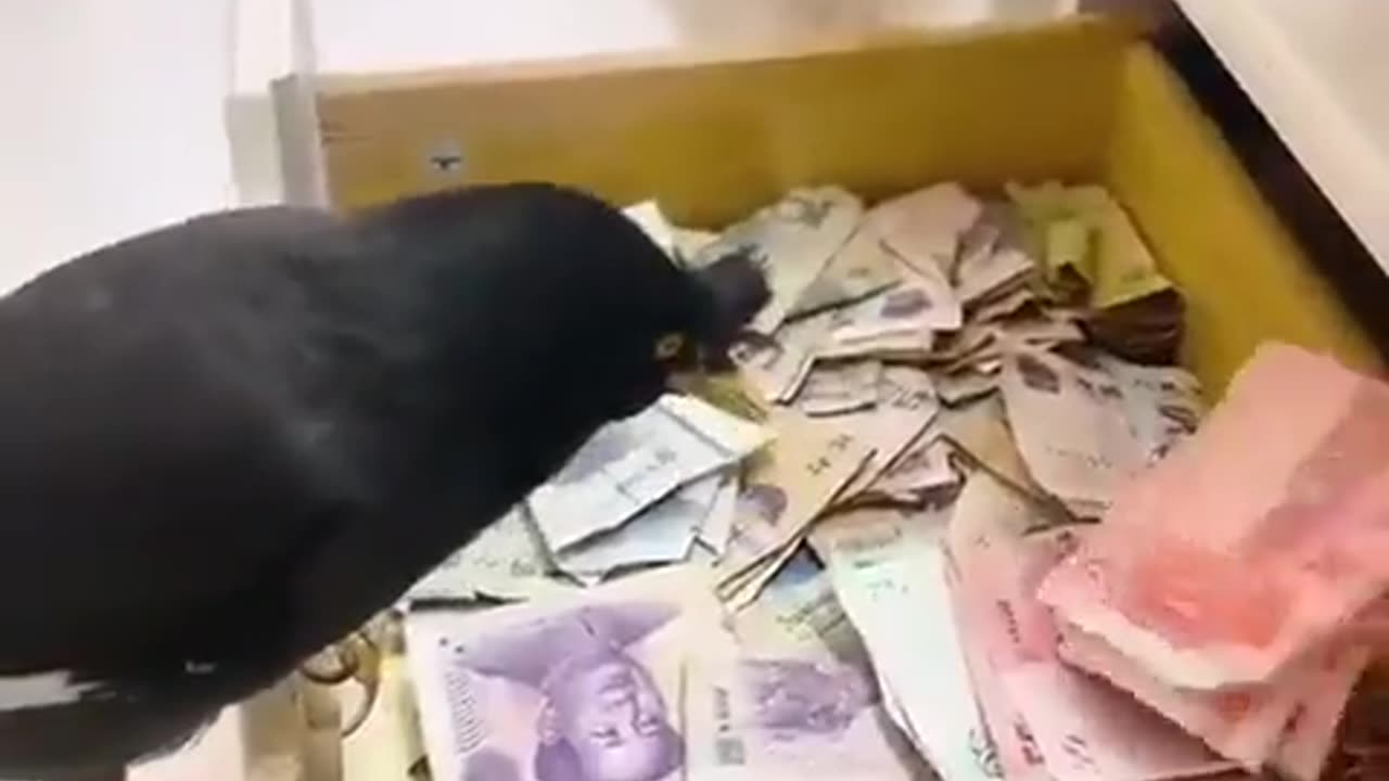 This bird was trained to find money and bring it back to its owner..💸🕊️😅