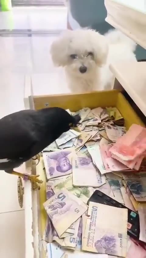 This bird was trained to find money and bring it back to its owner..💸🕊️😅
