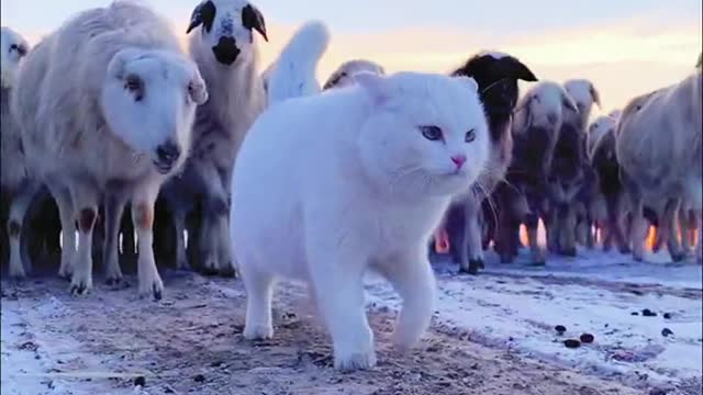 The pressure from the cat