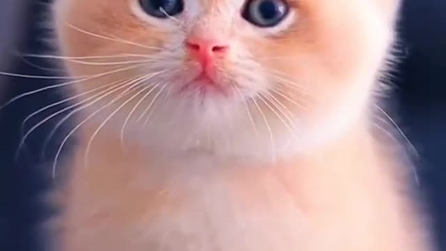 hibiscus Cute Baby Cat Short video