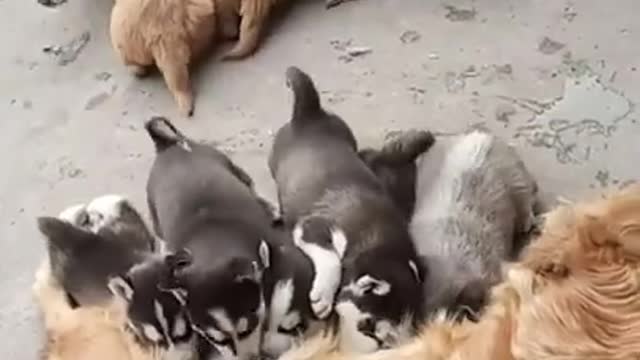 Husky & Golden retriever feed each others puppies